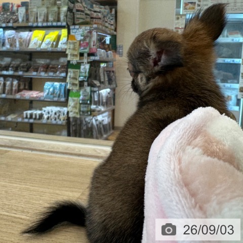 チワワの写真