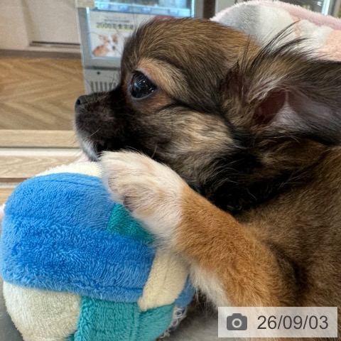 チワワの写真