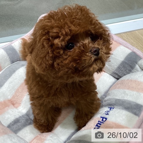 東京都のトイプードル(トイ) (ペットプラス 立川高島屋S.C.店/2026年7月1日生まれ/男の子/レッド)の子犬の3枚目の画像