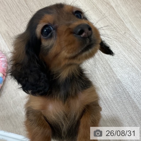 福岡県のミニチュアダックスフンド(ロング) (ペットプラス 香椎浜店/2026年6月30日生まれ/男の子/レッド)の子犬の4枚目の画像