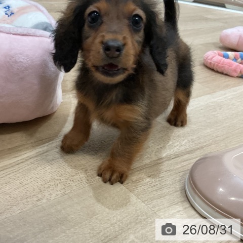 福岡県のミニチュアダックスフンド(ロング) (ペットプラス 香椎浜店/2026年6月30日生まれ/男の子/レッド)の子犬の3枚目の画像