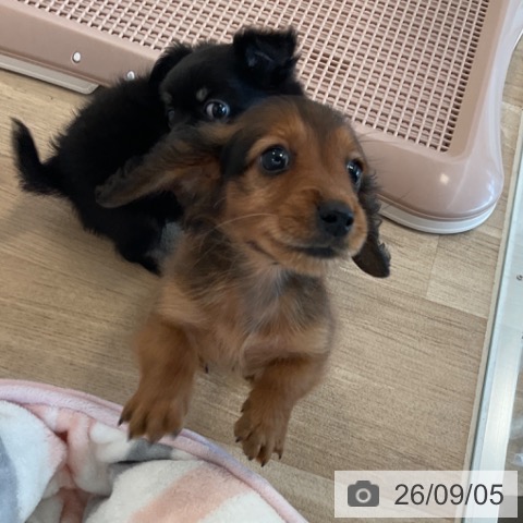 ミニチュア・ダックスフンドの写真