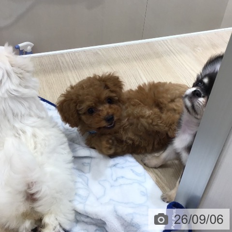 沖縄県のトイプードル(トイ) (ペットプラス 沖縄ライカム店/2026年7月1日生まれ/男の子/アプリコット)の子犬の4枚目の画像