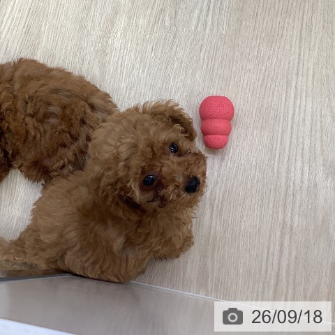 沖縄県のトイプードル(トイ) (ペットプラス 沖縄ライカム店/2026年7月1日生まれ/男の子/アプリコット)の子犬の3枚目の画像