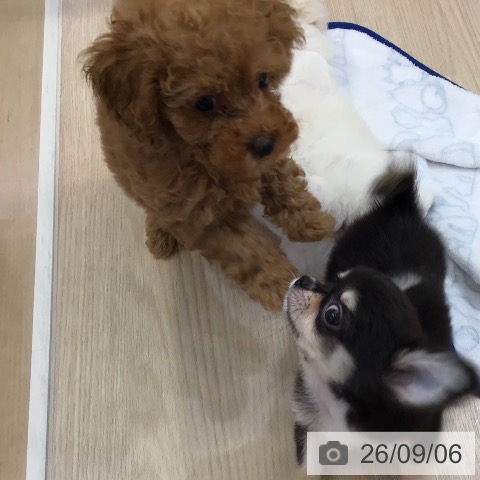 沖縄県のトイプードル(トイ) (ペットプラス 沖縄ライカム店/2026年7月1日生まれ/女の子/アプリコット)の子犬の4枚目の画像