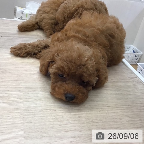 沖縄県のトイプードル(トイ) (ペットプラス 沖縄ライカム店/2026年7月1日生まれ/女の子/アプリコット)の子犬の3枚目の画像