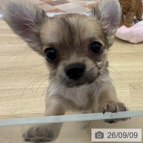 宮崎県のチワワ(ロング) (ペットプラス 宮崎店/2026年6月30日生まれ/男の子/フォーン)の子犬の4枚目の画像
