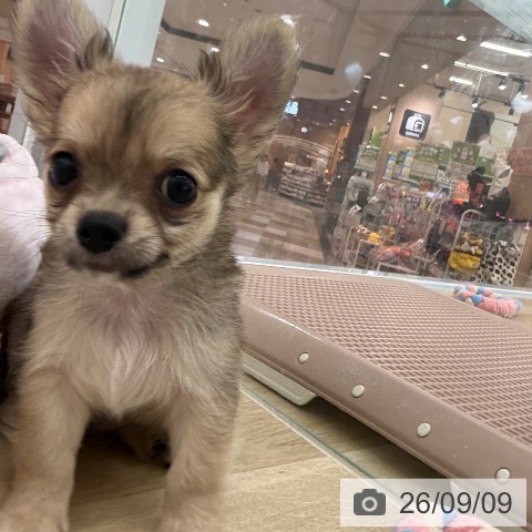宮崎県のチワワ(ロング) (ペットプラス 宮崎店/2026年6月30日生まれ/男の子/フォーン)の子犬の3枚目の画像