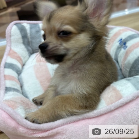 宮崎県のチワワ(ロング) (ペットプラス 宮崎店/2026年6月30日生まれ/男の子/フォーン)の子犬の4枚目の画像
