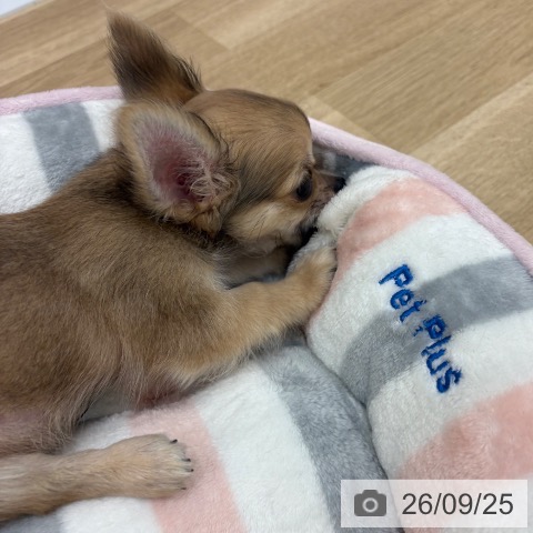 宮崎県のチワワ(ロング) (ペットプラス 宮崎店/2026年6月30日生まれ/男の子/フォーン)の子犬の3枚目の画像