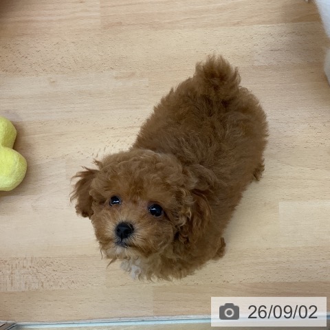 福岡県のトイプードル(トイ) (ペットプラス 福岡店/2026年6月16日生まれ/女の子/レッド)の子犬の4枚目の画像