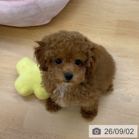 福岡県のトイプードル(トイ) (ペットプラス 福岡店/2026年6月16日生まれ/女の子/レッド)の子犬の3枚目の画像