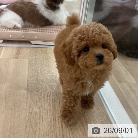 福岡県のトイプードル(トイ) (ペットプラス 八幡東店/2026年6月16日生まれ/女の子/レッド)の子犬の4枚目の画像