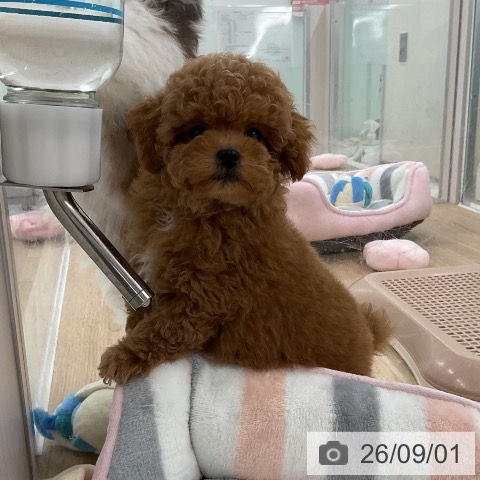 福岡県のトイプードル(トイ) (ペットプラス 八幡東店/2026年6月16日生まれ/女の子/レッド)の子犬の3枚目の画像