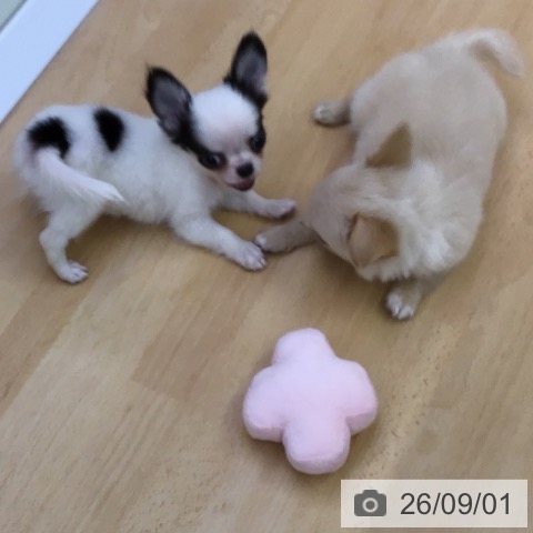 チワワの写真