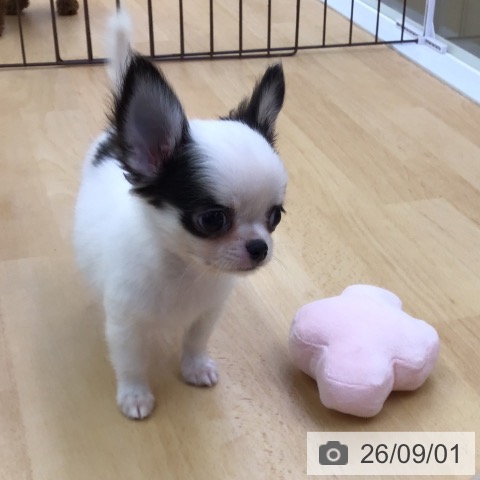 チワワの写真
