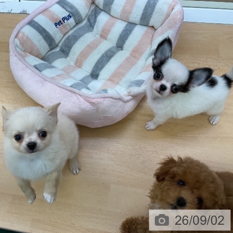 チワワの写真