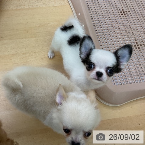 チワワの写真