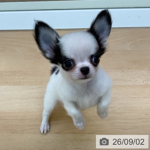 チワワの写真