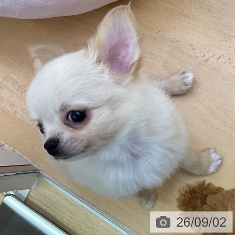 チワワの写真