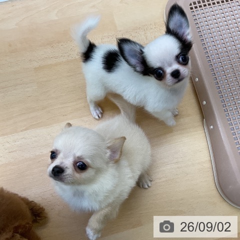 チワワの写真