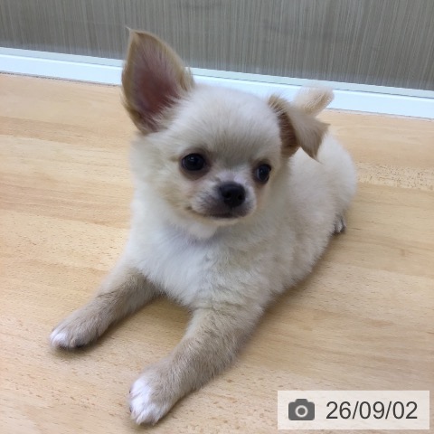 チワワの写真