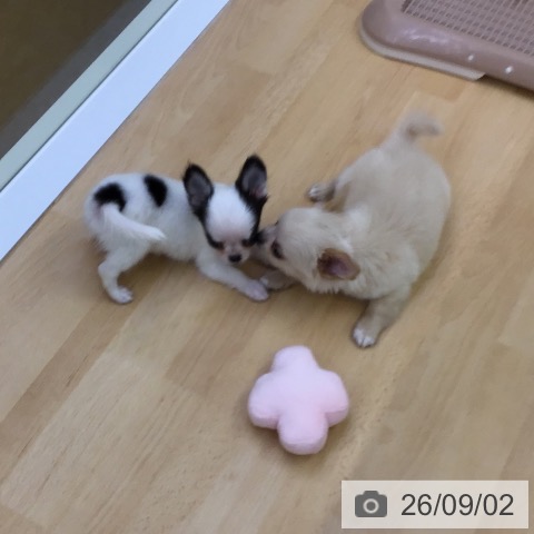 福岡県のチワワ(ロング) (ペットプラス 福岡店/2026年7月2日生まれ/男の子/クリーム)の子犬の4枚目の画像