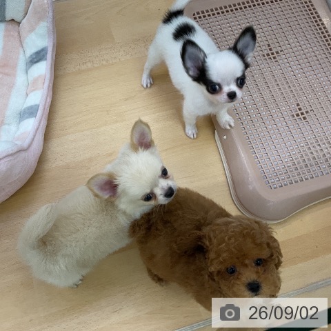 チワワの写真