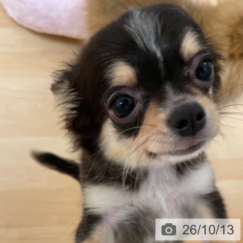チワワの写真