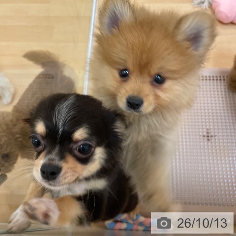 チワワの写真