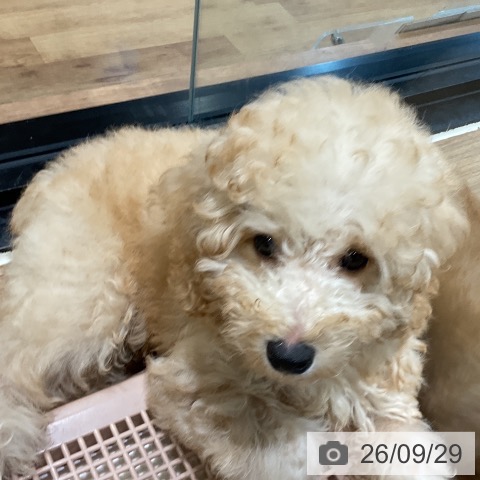 埼玉県のトイプードル(トイ) (ペッツワン 新座店/2026年7月1日生まれ/男の子/アプリコット)の子犬の4枚目の画像