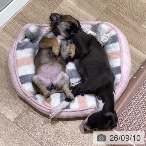 宮城県のイタリアングレーハウンド (ペットプラス 仙台上杉店/2026年7月3日生まれ/女の子/ブルーホワイト)の子犬の4枚目の画像