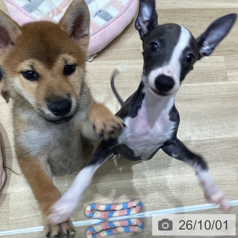 宮城県のイタリアングレーハウンド (ペットプラス 仙台泉大沢店/2026年7月3日生まれ/女の子/ブルーホワイト)の子犬の3枚目の画像