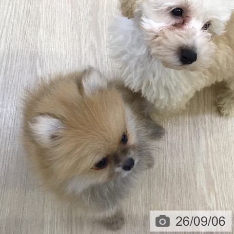沖縄県のポメラニアン (ペットプラス 沖縄ライカム店/2026年6月30日生まれ/男の子/オレンジセーブル)の子犬の4枚目の画像