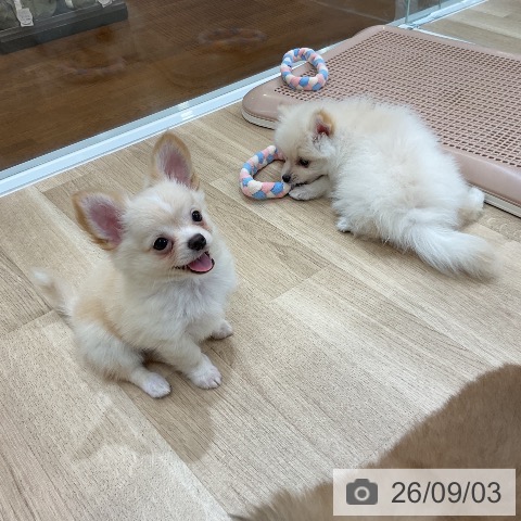 ポメラニアンの写真