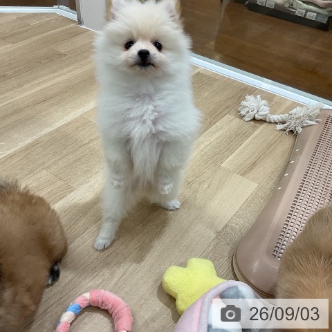 ポメラニアンの写真