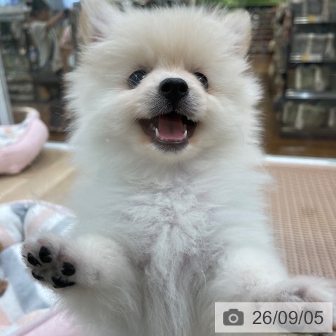ポメラニアンの写真