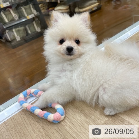 ポメラニアンの写真