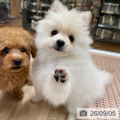 ポメラニアンの写真