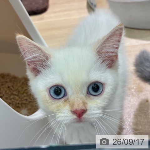 マンチカンの写真