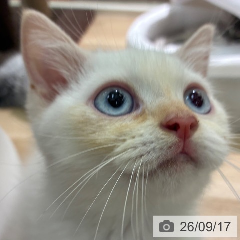 マンチカンの写真