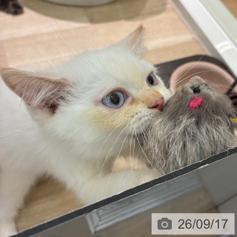 マンチカンの写真