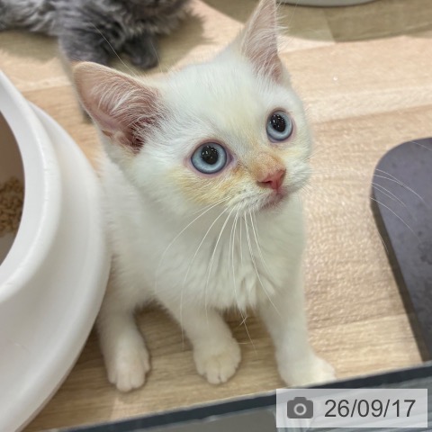 宮崎県のマンチカン (ペットプラス 宮崎店/2026年6月30日生まれ/男の子/クリームポイント)の子猫の4枚目の画像