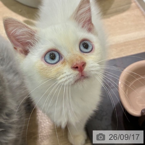 宮崎県のマンチカン (ペットプラス 宮崎店/2026年6月30日生まれ/男の子/クリームポイント)の子猫の3枚目の画像