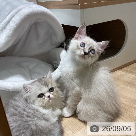 エキゾチックの写真