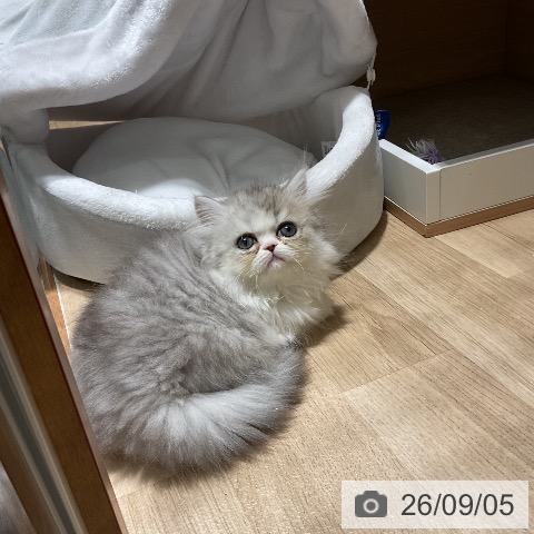 エキゾチックの写真