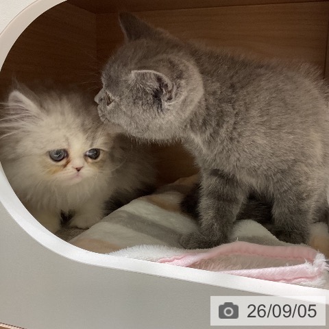 エキゾチックの写真