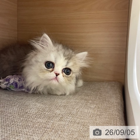 エキゾチックの写真