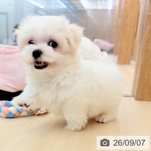 東京都のマルチーズ (ペッツワン 南砂町SUNAMO店/2026年7月1日生まれ/男の子/ホワイト)の子犬の3枚目の画像