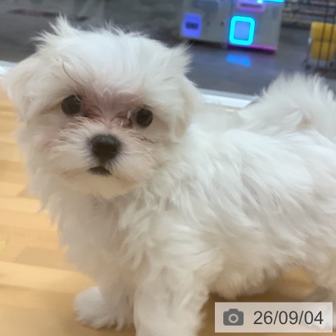 長野県のマルチーズ (ペットプラス 松本店/2026年7月1日生まれ/男の子/ホワイト)の子犬の3枚目の画像